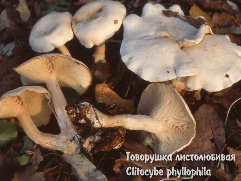 как мариновать опята, маринование опят, маринованные опята, заготовки грибов на зиму