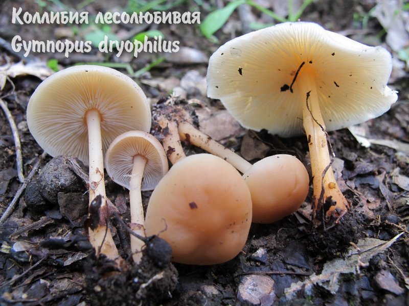как мариновать опята, маринование опят, маринованные опята, заготовки грибов на зиму