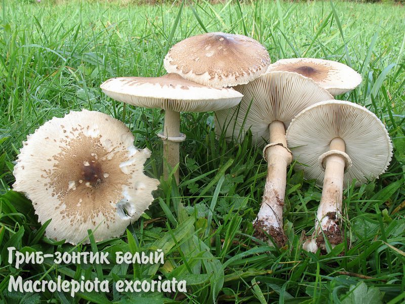 как мариновать опята, маринование опят, маринованные опята, заготовки грибов на зиму