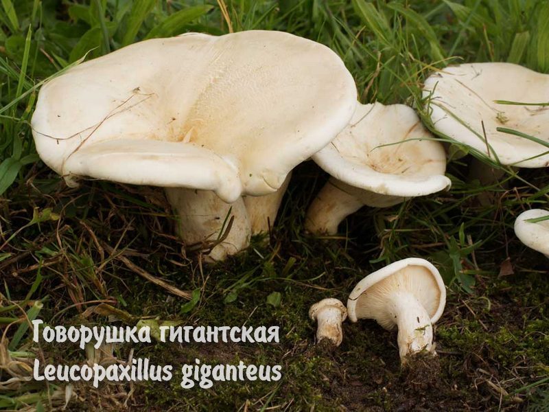 как мариновать опята, маринование опят, маринованные опята, заготовки грибов на зиму