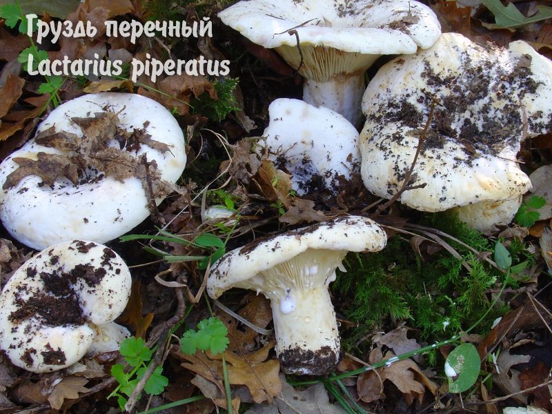 как мариновать опята, маринование опят, маринованные опята, заготовки грибов на зиму
