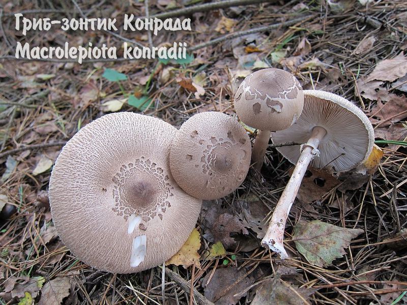 как мариновать опята, маринование опят, маринованные опята, заготовки грибов на зиму